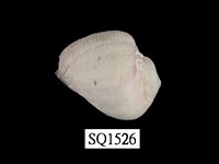 藏品(紫口珊瑚螺)的圖片